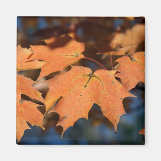 Magnet de feuilles d'automne (Devant)