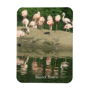 Magnet - de Flamingos in de Bronx Zoo Magneet