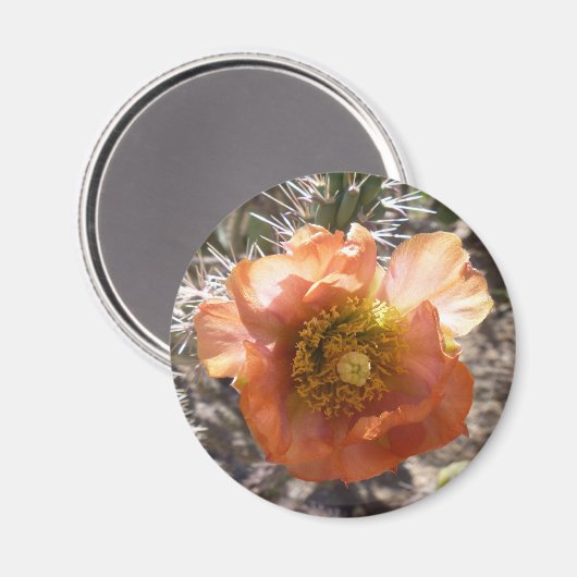 Magnet de fleur de pêche au cholla (Recto/Verso)