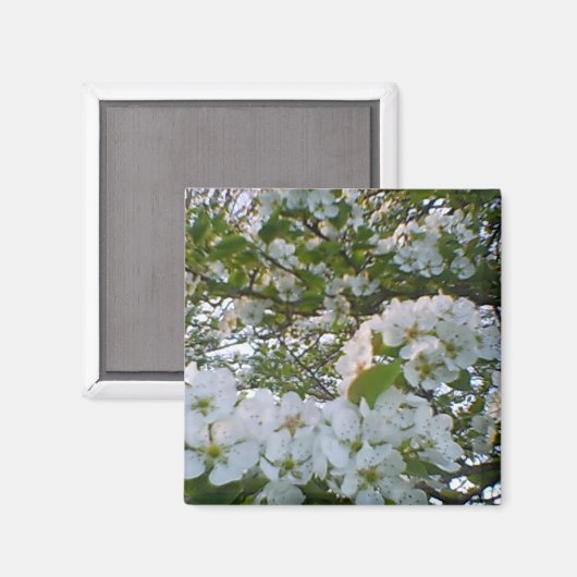 Magnet de fleurs blanches (Recto/Verso)
