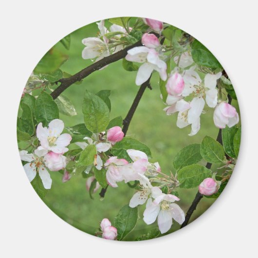 Magnet de fleurs d'Apple (Devant)
