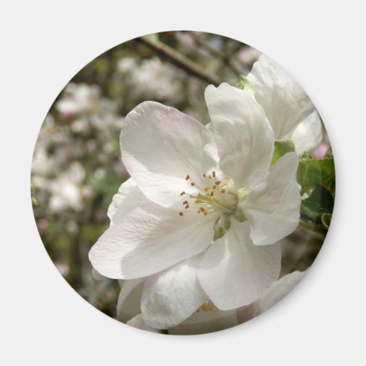 Magnet de fleurs d'Apple (Devant)