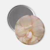Magnet de fleurs de Begonia blanche (Recto/Verso)
