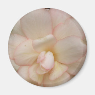 Magnet de fleurs de Begonia blanche