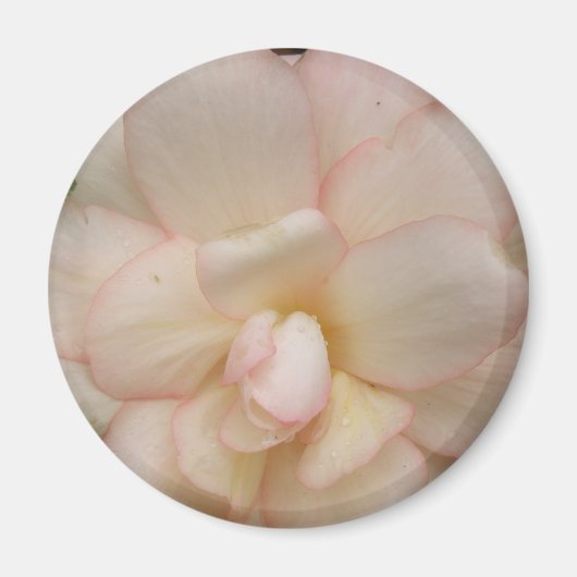 Magnet de fleurs de Begonia blanche (Devant)