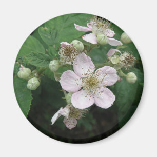 Magnet de fleurs de Blackberry