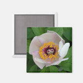 Magnet de fleurs de Paeonia (Recto/Verso)