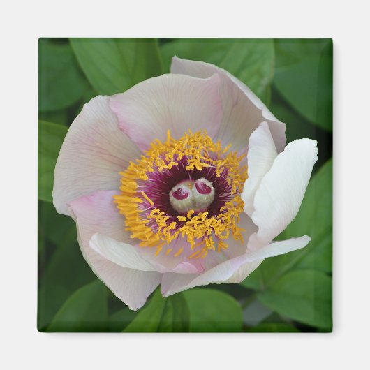 Magnet de fleurs de Paeonia (Devant)