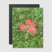 Magnet de fleurs de pinceau indien (Devant / Derrière)