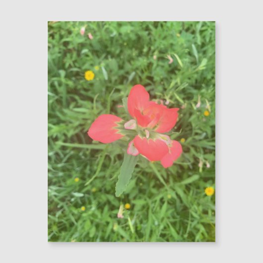 Magnet de fleurs de pinceau indien (Devant)