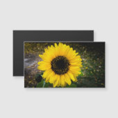 Magnet de frigidaire Tête de tournesol (Devant / Derrière)