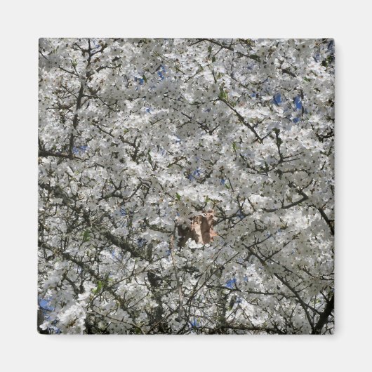 Magnet de frigo Mirabelle Blossom (Devant)