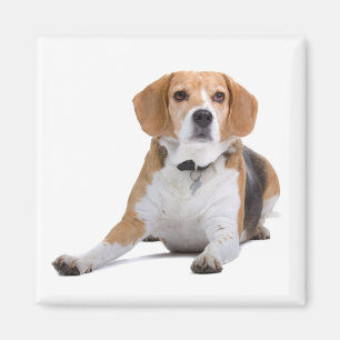 Magnet de frigo pour chien Beagle