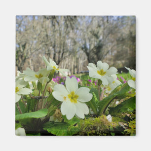 Magnet de frigo Primrose