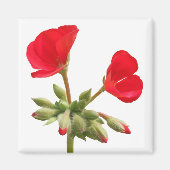 Magnet de géranium (Devant)