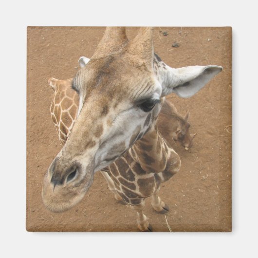 Magnet de girafe (Devant)