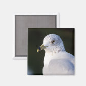 Magnet de goélands (Recto/Verso)