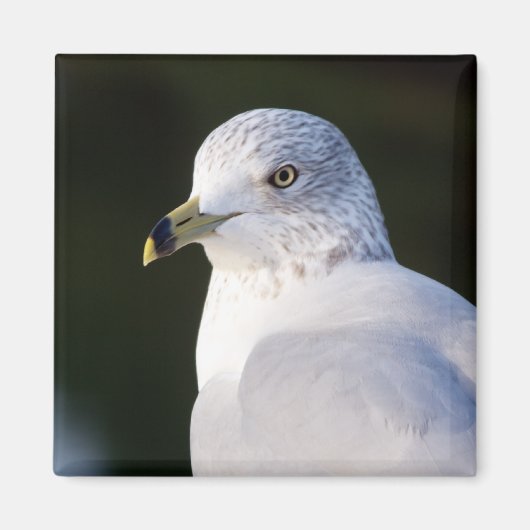 Magnet de goélands (Devant)
