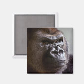 Magnet de Gorilla Silverback (Recto/Verso)