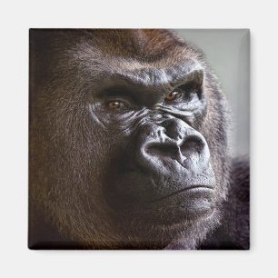 Magnet de Gorilla Silverback