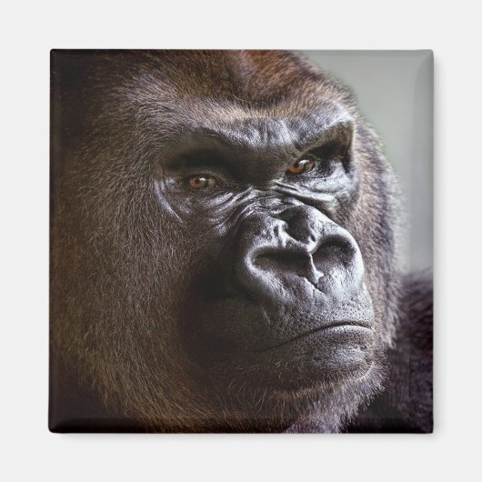 Magnet de Gorilla Silverback (Devant)
