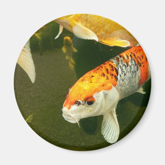 Magnet de Koi Carp (Devant)