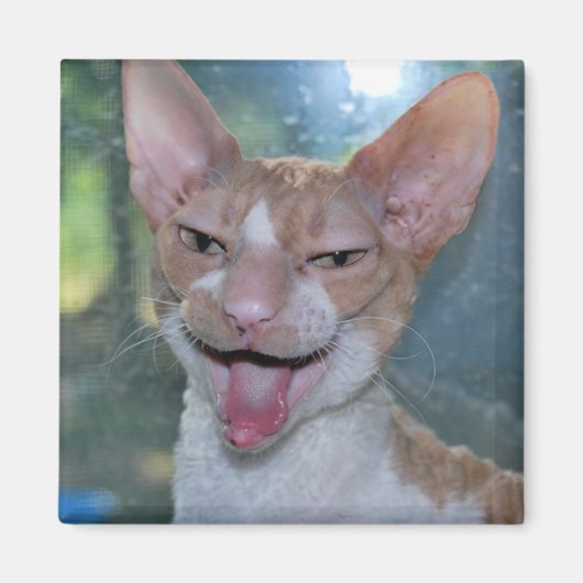 Magnet de la couche en colère (Devant)