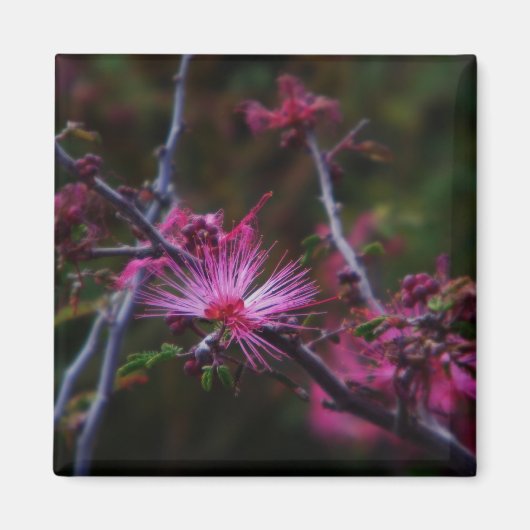 magnet de la fée rose (Devant)