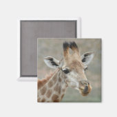 Magnet de la langue de la girafe (Recto/Verso)