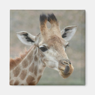 Magnet de la langue de la girafe