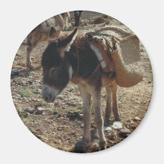Magnet de la Mule marocaine