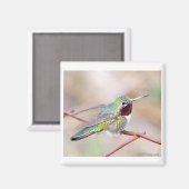 Magnet de la série Hummingbird (Recto/Verso)