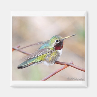 Magnet de la série Hummingbird