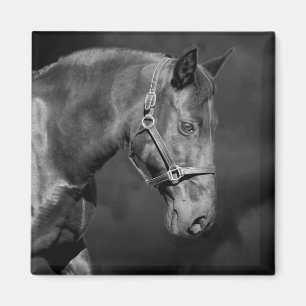 Magnet de la tête du cheval noir