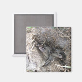 Magnet de lapins de bébé sauvage (Recto/Verso)