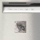 Magnet de lapins de bébé sauvage (In Situ (Lave-vaisselle))