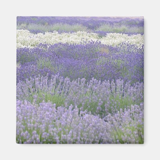 Magnet de lavande (Devant)