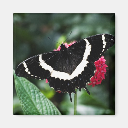 Magnet de Lolipop papillon (Devant)