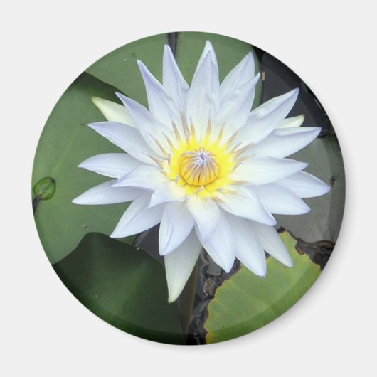 Magnet de lotus blanc (Devant)