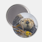 Magnet de loutres de mer (Recto/Verso)
