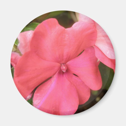 Magnet de macro à fleurs rose Impatiens (Devant)