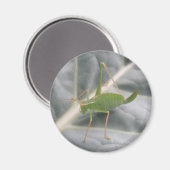 Magnet de macro de cricket vert (Recto/Verso)