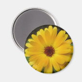Magnet de macro marigold jaune (Recto/Verso)