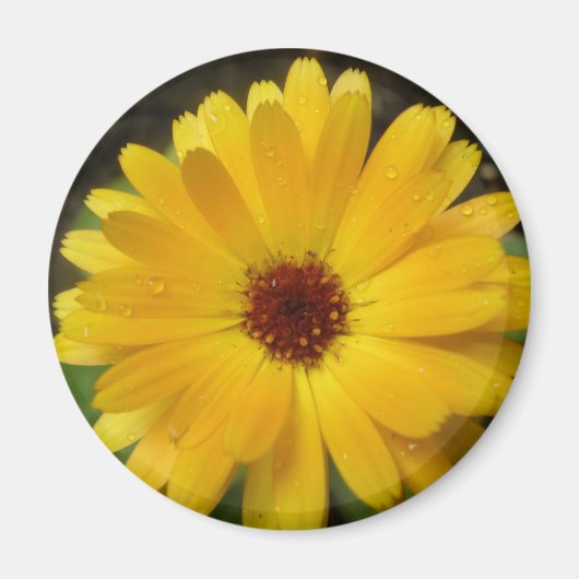 Magnet de macro marigold jaune (Devant)