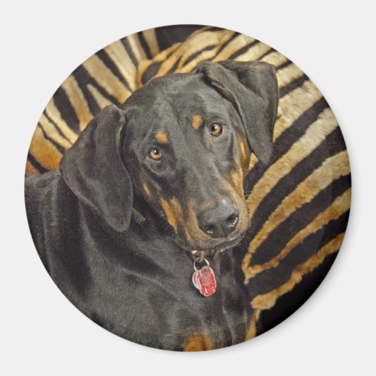 Magnet de marionnettes à livre de Doberman (Devant)