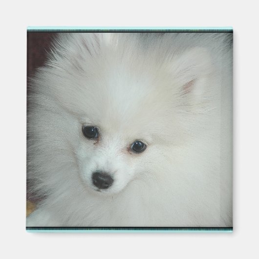 Magnet de marionnettes de Poméranie (Devant)