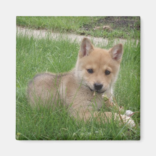 Magnet de marionnettes mignon (Devant)