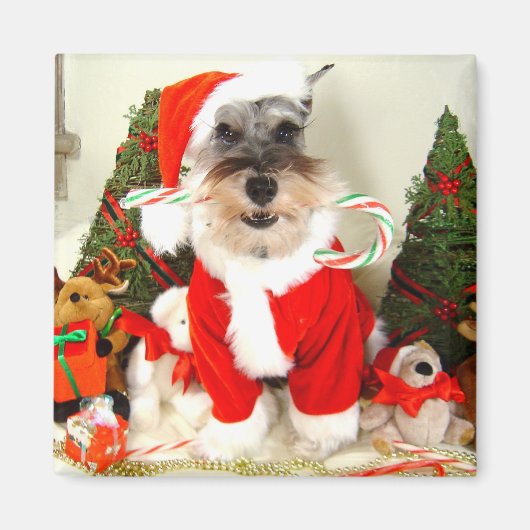 Magnet de Noël de Mini Schnauzer (Devant)