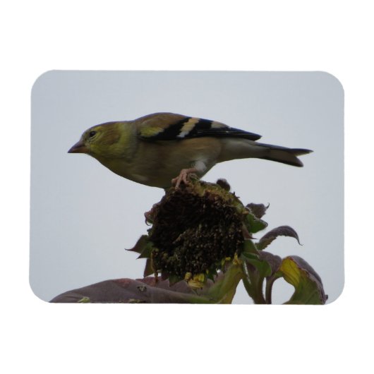 Magnet de perche de tournesol Goldfinch (Horizontal)