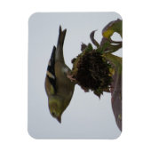 Magnet de perche de tournesol Goldfinch (Vertical)